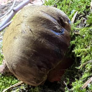 Dotted-stem Bolete