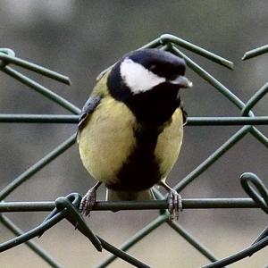 Great Tit