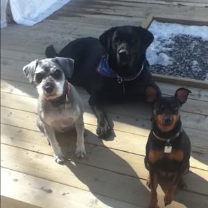 Unknown Breed