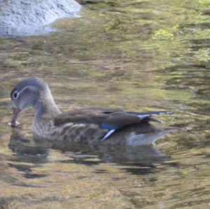 Mandarin Duck