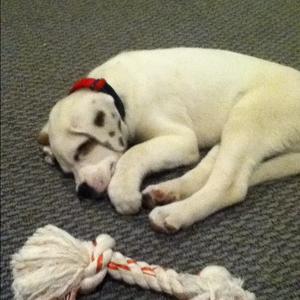 Unknown Breed