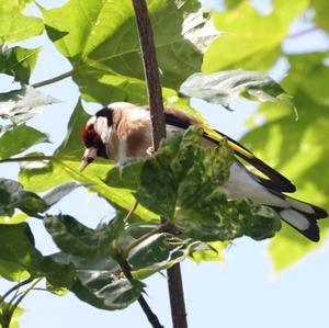 European Goldfinch