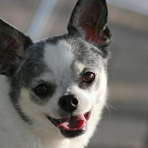 Chihuahua