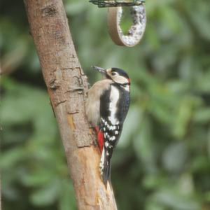 Great Spotted Woodpecker