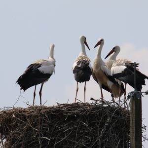 White Stork