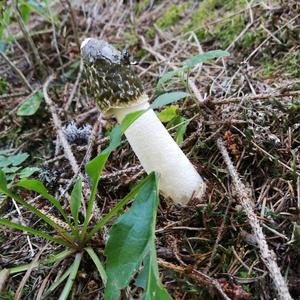 Stinkhorn, Common