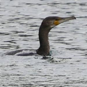 Great Cormorant