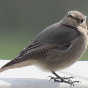 Black Redstart