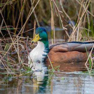 Mallard