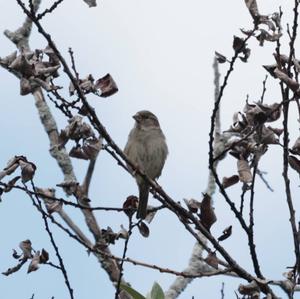 House Sparrow