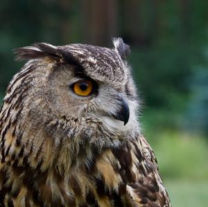 Eurasian Eagle-owl