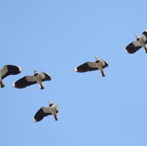 Northern Lapwing