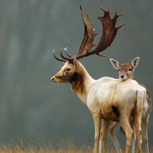 Fallow Deer