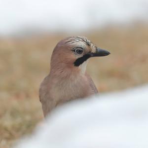 Eurasian Jay