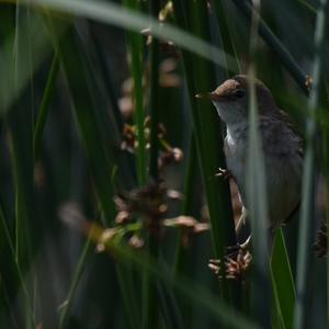 Eurasian Reed-warbler