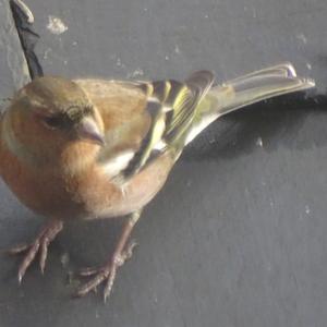 Eurasian Chaffinch