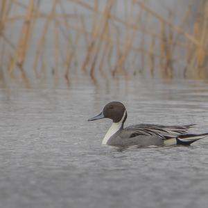 Northern Pintail