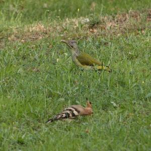 Eurasian Green Woodpecker