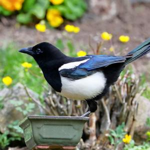 Black-billed Magpie