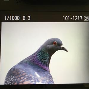 Rock Pigeon