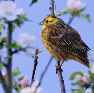 Yellowhammer