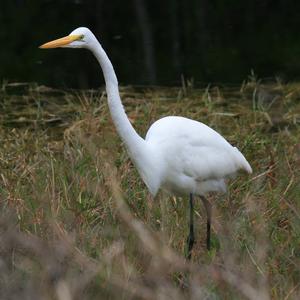 Great Egret