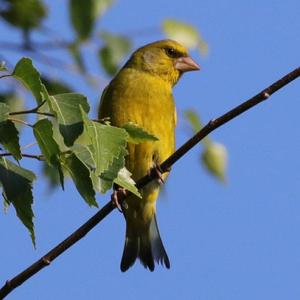 European Greenfinch