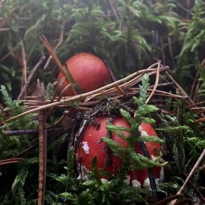 Fly Agaric