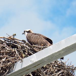 Osprey