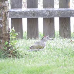 Eurasian Green Woodpecker