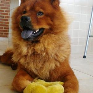 Chow Chow