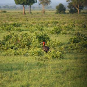 Southern Ground-hornbill