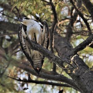 Osprey