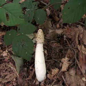 Stinkhorn, Common