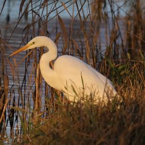 Great Egret