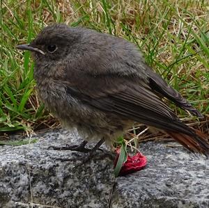 Black Redstart