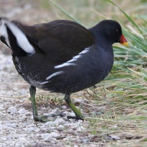 Common Moorhen