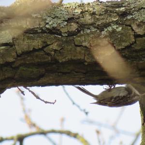 Short-toed Treecreeper