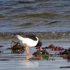 Eurasian Oystercatcher