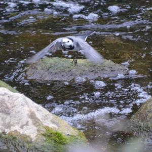 White Wagtail