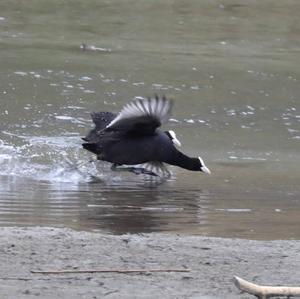 Common Coot