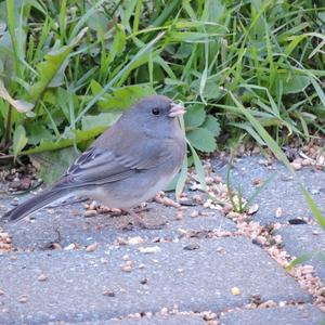 Dark-eyed Junco