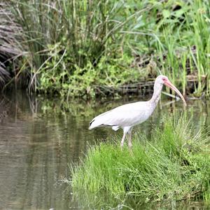 White Ibis