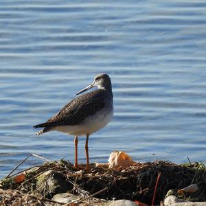 Greater Yellowlegs