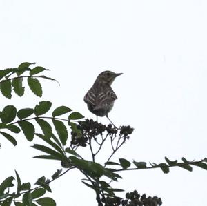 Tree Pipit