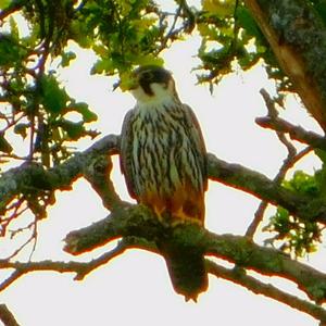 Eurasian Hobby