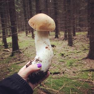 Summer Bolete