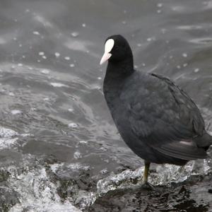 Common Coot