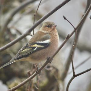 Eurasian Chaffinch