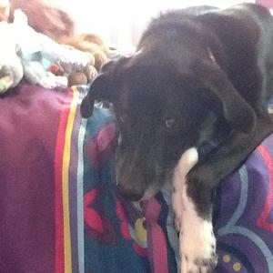 Unknown Breed